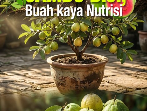 Jambu Biji Buah Kaya Nutrisi Cover (SPM) depan