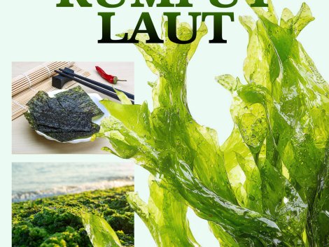 Menanam Rumput Laut Cover (SPM) depan
